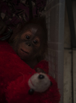The Baby Orangutan Online Trade On Police Ambushed