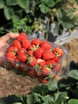 Strawberry Harvesting In Kashmir 