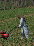 Farming In Kashmir 