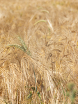 German Farmers Plant More Winter Wheat Amid Global Food Crisis