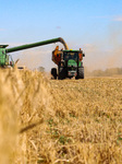 Harvesting grain crops in Odesa Region