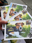 Cancellation of Dog Patron postage stamps in Kyiv