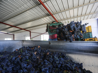 Tunisian Wine: From Grapes To Bottles