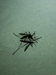  Anopheles Mosquito
