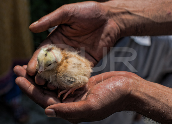 Chick Bird Hatcheries Provide Employment in Kashmir
