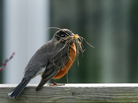 American Robin Carrying Nest Building Material