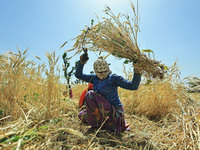 Farmers Works At Barley Field In Jaipur 