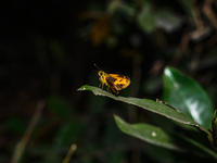Skipper Butterfly - Potanthus - Animal India