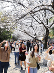 Tourists Enjoy Blooming Cherry Blossoms in Nanjing.