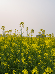 Agriculture In India - Mustard Plants 