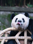 Chongqing Zoo Pandas.