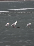 Sea Gulls at Dingxiang Lake in Shenyang.
