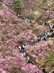 Wild Rhododendrons Tour in Qingdao.