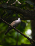 Eurasian Collared Dove - Animal India