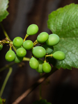 Vitis Vinifera - Cultivation In India  