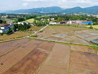 Farmers Plow Taro Fields in Zixing.