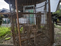 YOGYAKARTA, INDONESIA - MAY 15: A long-tailed macaques (Macaca fascicularis) are seen at an animal market in Yogyakarta, Indonesia, on May 1...