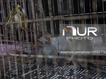YOGYAKARTA, INDONESIA - MAY 15: Baby long-tailed macaques (Macaca fascicularis) are sold at an animal market in Yogyakarta, Indonesia, on Ma...