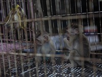 YOGYAKARTA, INDONESIA - MAY 15: Baby long-tailed macaques (Macaca fascicularis) are sold at an animal market in Yogyakarta, Indonesia, on Ma...
