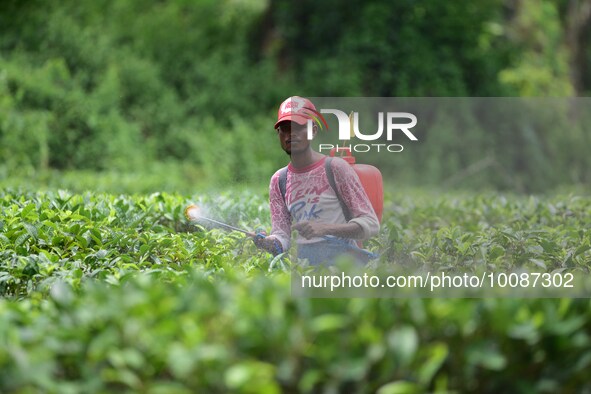  A tea garden worker sprays Insecticides on tea leaves in a tea garden in Nagaon district of Assam , India on May 26 ,2023 . 