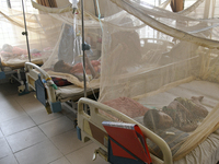 Bangladeshi child dengue patients covered with a mosquito net suffer from dengue fever as they receive treatment at a Hospital in Dhaka, Ban...