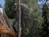 230531-California property owners remove trees and clear brush to prevent fire risk.  Communities across Northern California offer fire prev...