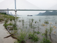 Water levels rise in the Yichang section of the Yangtze River in Yichang, Hubei province, China, June 2, 2023. The Yangtze River Basin has...