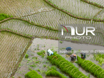 BIJIE, CHINA - JUNE 4, 2023 - Farmers work in terraced fields in Bijie, Southwest China's Guizhou province, June 4, 2023. (