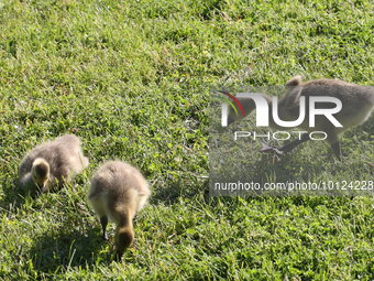 Canada Geese (Branta canadensis) goslings in Markham, Ontario, Canada, on May 26, 2023. (