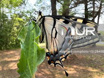 Eastern tiger swallowtail butterfly hybrid (Papilio canadensis x glaucus) in Stouffville, Ontario, Canada, on June 03, 2023. (