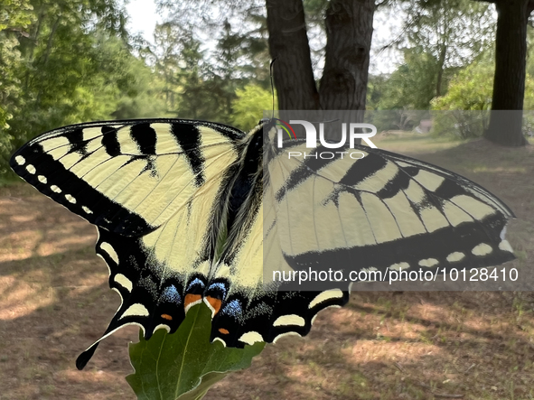 Eastern tiger swallowtail butterfly hybrid (Papilio canadensis x glaucus) in Stouffville, Ontario, Canada, on June 03, 2023. 