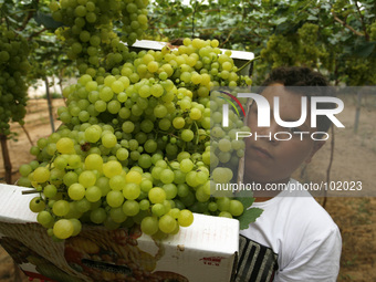 Palestinian farmers harvest grapes from a field cultivated a near the Israeli border with Gaza in the east of the town of Rafah in the south...