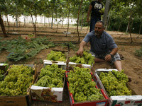 Palestinian farmers harvest grapes from a field cultivated a near the Israeli border with Gaza in the east of the town of Rafah in the south...