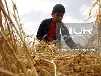 A Palestinian farmer harvests wheat during the annual harvest season near the border between Israel and Gaza in Khan Younis, southern Gaza S...