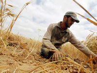 A Palestinian farmer harvests wheat during the annual harvest season near the border between Israel and Gaza in Khan Younis, southern Gaza S...