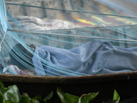 A boatman sleeps under a mosquito net on his boat to protect himself from dengue at the bank of the Buriganga River in Dhaka, Bangladesh, on...
