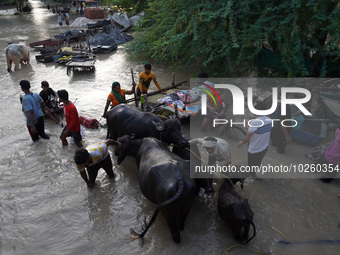 People with their livestock and belongings wade through the flooded waters in low-lying areas, after being displaced by the rising water lev...