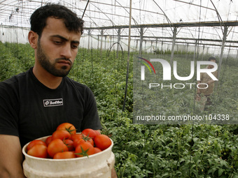 A Palestinian farmers harvest tomatoes from a field cultivated a near the Israeli border with Gaza in the east of the town of Rafah in the s...