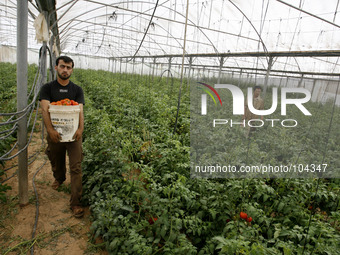 A Palestinian farmers harvest tomatoes from a field cultivated a near the Israeli border with Gaza in the east of the town of Rafah in the s...
