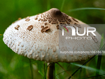 Mushrooms are already showing themselves in nature. In The Netherlands, on October 8th, 2023. (
