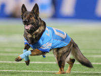 The All Star Stunt Dogs perform during halftime of an NFL  football game between the Detroit Lions and the Chicago Bears in Detroit, Michiga...