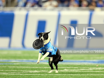 The All Star Stunt Dogs perform during halftime of an NFL  football game between the Detroit Lions and the Chicago Bears in Detroit, Michiga...