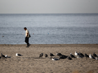 A person and birds are seen on the beach in Santa Monica, United States on November 13, 2023. (