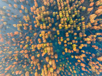 NANJING, CHINA - NOVEMBER 21, 2023 - Photo taken on Nov 21, 2023 shows the colorful Taxodium ascendens forest in Taxodium ascendens Lake Nat...