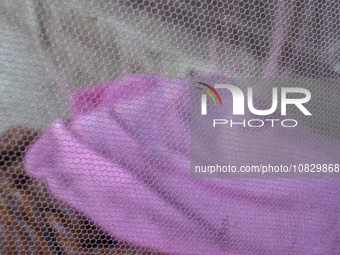 A mosquito is sitting on a mosquito net while lower-income individuals are sleeping inside the net on a van in Dhaka, Bangladesh, on Decembe...
