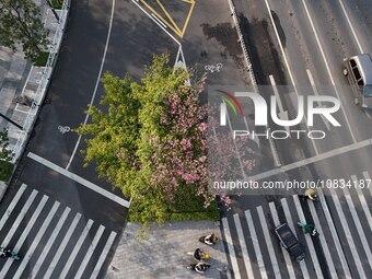 A kapok tree is displaying a landscape of half flowers and half leaves in Nanning, China, on December 6, 2023. (