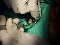 A dentist at the Centro de Salud TIII Doctor Guillermo Roman y Carrillo in the Iztapalapa district of Mexico City is attending to an older a...