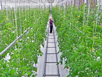 A farmer is guarding tomatoes in a smart greenhouse at the Yantai Academy of Agricultural Sciences in Yantai, China, on December 21, 2023. (
