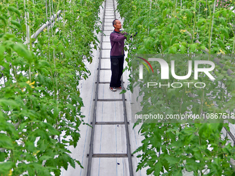 A farmer is guarding tomatoes in a smart greenhouse at the Yantai Academy of Agricultural Sciences in Yantai, China, on December 21, 2023. (