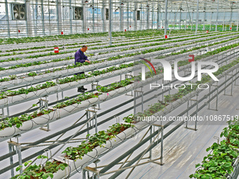 A farmer is guarding strawberries in a smart greenhouse at the Yantai Academy of Agricultural Sciences in Shandong Province, in Yantai, Chin...